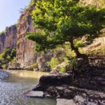 There is a tree growing on a rock in the gorge, behind it you can see the walls of the gorge, in the middle flows a river, in which the water level is rather low