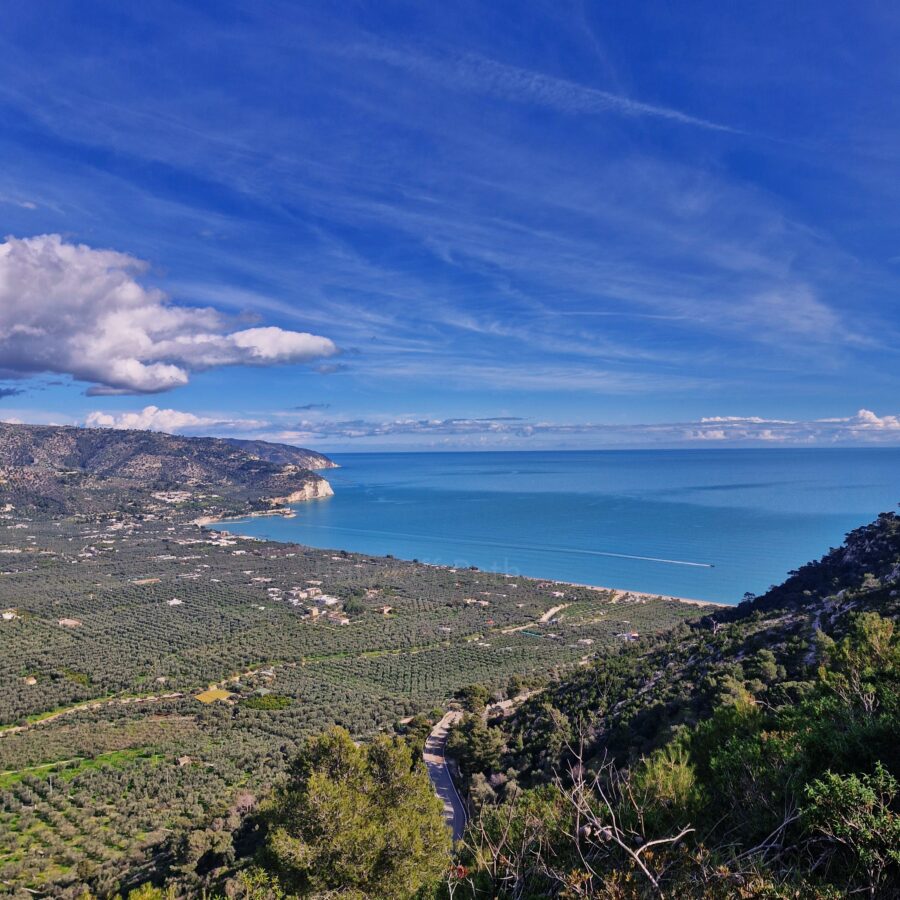 A high-angle panoramic view of the coastline near Mattinata in the Gargano region, featuring a vast plain densely covered with green olive groves stretching down to a long sand beach and the calm blue sea. A winding road cuts through the green hills in the foreground, while steep rocky cliffs mark the far end of the bay under a bright blue sky with light clouds.
