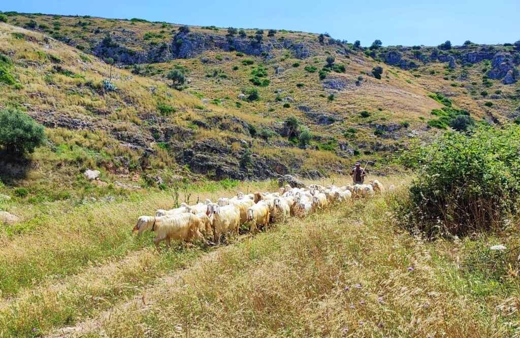 Gravina di Ginosa Puglis. Gots
