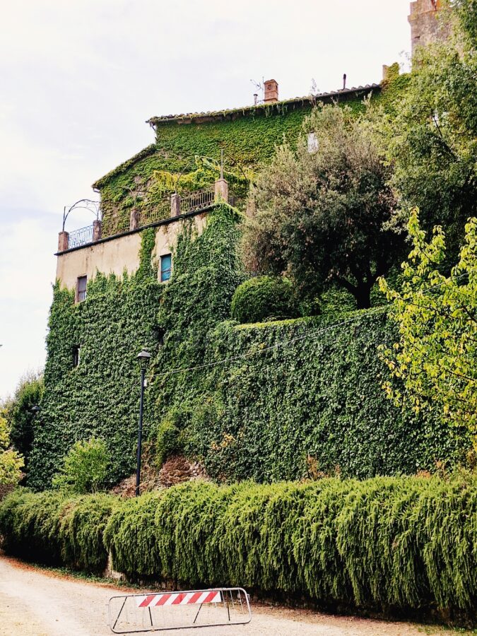 A multi-story stone building in Frosini, Tuscany, with its facade almost entirely covered in thick, green ivy. At the base, there is a neatly trimmed hedge and a gravel path with a red-and-white road barrier.