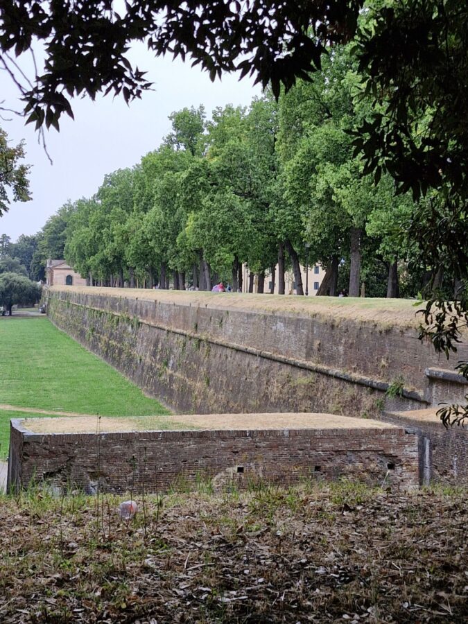 A long, historic red-brick fortification wall in Lucca, Italy, covered with patches of moss and dry grass along its ledge. The top of the wide wall is lined with a row of mature, leafy green trees forming a promenade, with a large, flat green lawn extending along the base on the left under an overcast sky.