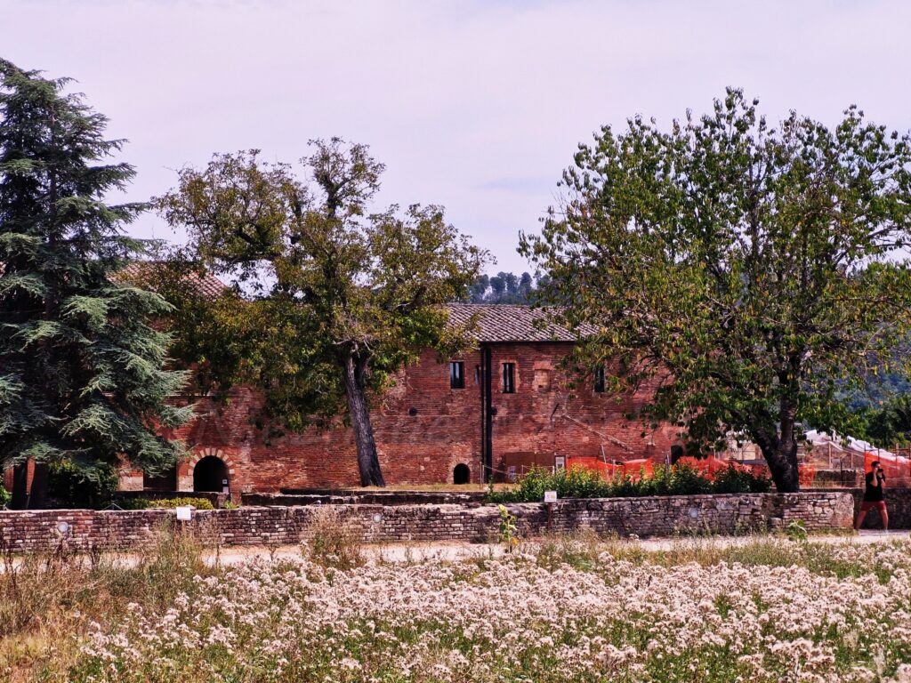 The red brick exterior walls of the Abbey of San Galgano in Chiusdino, seen from across a field of dry white wildflowers and a low stone wall, framed by large green trees.