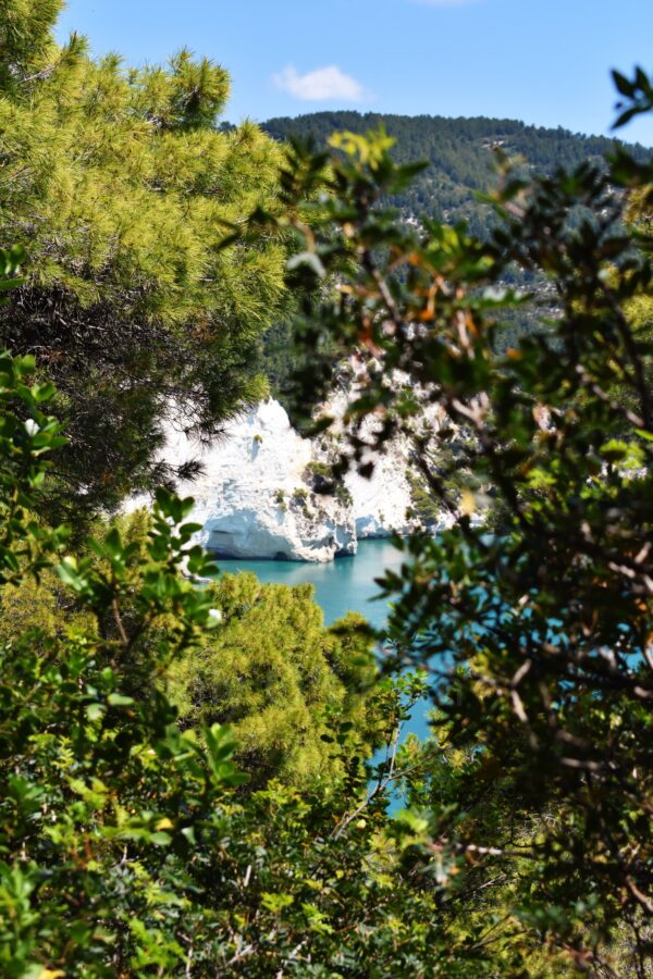 A framed view of Vignanotica beach looking through the dense green branches and leaves of trees in the foreground. In the background, striking vertical white limestone cliffs meet the turquoise Adriatic Sea, with a forested hill rising in the distance.