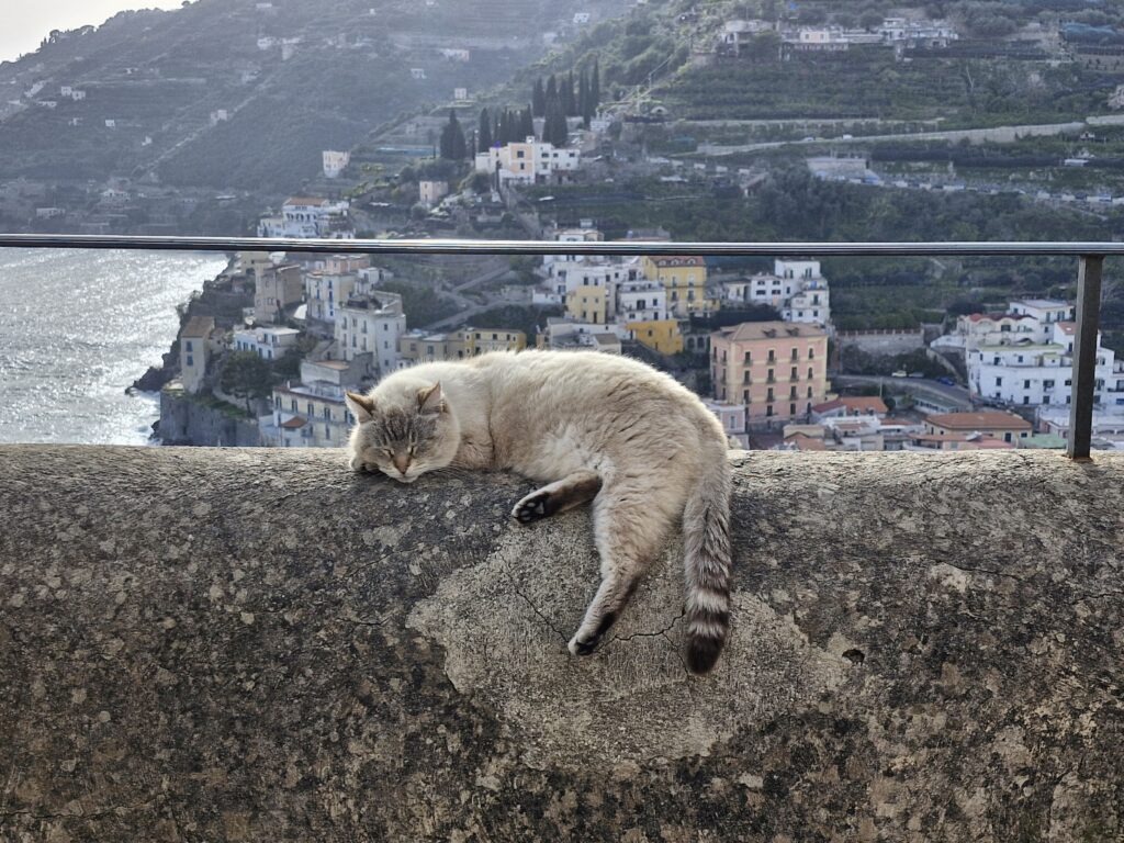A light grey cat sleeping on top of a stone wall, with the coastal town of Minori and steep terraced hills of the Amalfi Coast visible in the background.