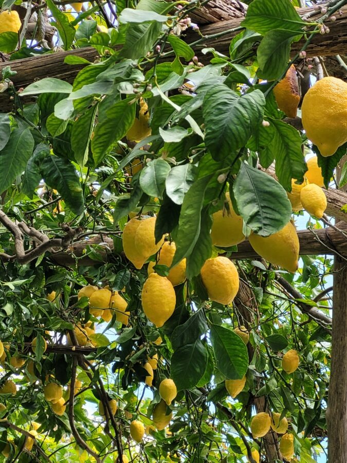 Close-up view looking up through a wooden pergola covered with dense green leaves and large, ripe yellow Amalfi lemons hanging from the branches.