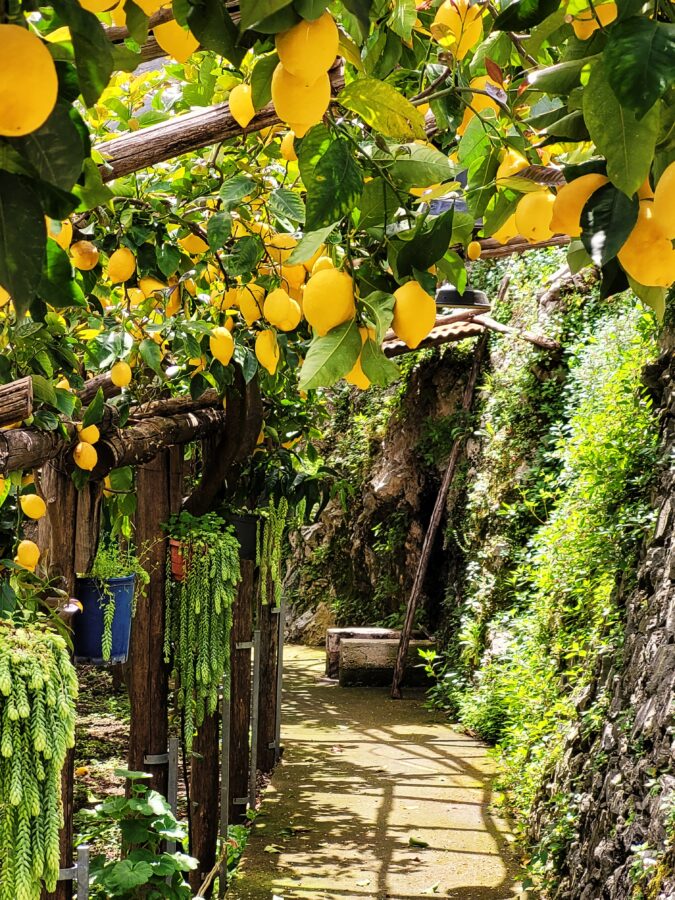 Shaded walkway along Sentiero dei Limoni covered by a wooden pergola heavy with fresh yellow lemons, bordered by green foliage and a stone wall.