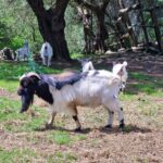 A black and white goat with a beard is standing in front of a tree on the dried grass.