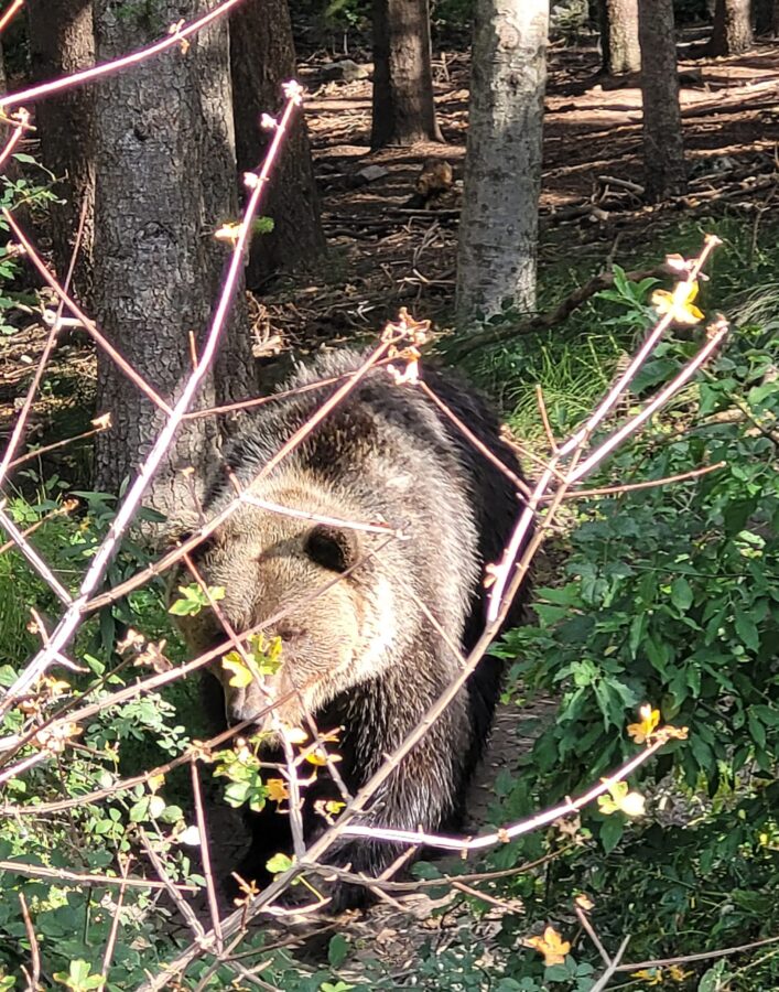 Brown bear walking in the forest in Abruzzo, Italy.
