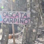 Wooden sign for Cascata Carpino waterfall in Italy, attached to trees along a forest trail on a sunny winter day.