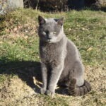 Grey cat sitting on the ground in the sun near trees, with green grass and dry leaves in the background