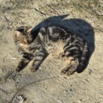 Tabby cat lying on the ground in the sun, relaxing on a dirt path with patches of grass.