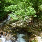 Hiker sitting by a forest stream in the shade of green trees.