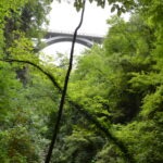 Arch bridge seen through dense green forest canopy.