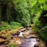 Stream flowing through a lush green forest with mossy rocks and wooden railing along the path.
