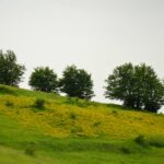 Hillside in Abruzzo covered with yellow wildflowers and a row of trees on a green slope
