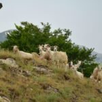 Goats grazing on a hillside in Majella National Park, Abruzzo, with mountains in the background