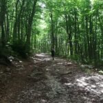 Hiker walking on a shaded forest trail with rocky ground in Majella National Park, Abruzz
