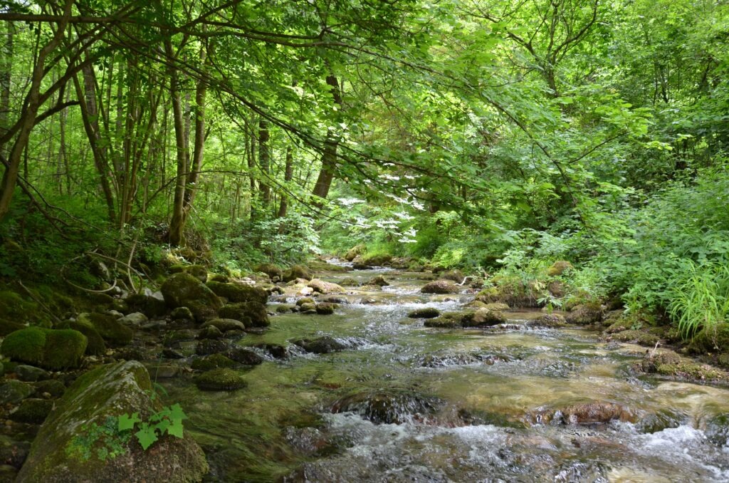 Górski potok w dolinie Valle dell’Orfento w Parku Narodowym Majella – krystaliczna woda płynąca wśród omszałych kamieni i zielonego lasu w Abruzji.