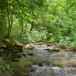 Górski potok w dolinie Valle dell’Orfento w Parku Narodowym Majella – krystaliczna woda płynąca wśród omszałych kamieni i zielonego lasu w Abruzji.