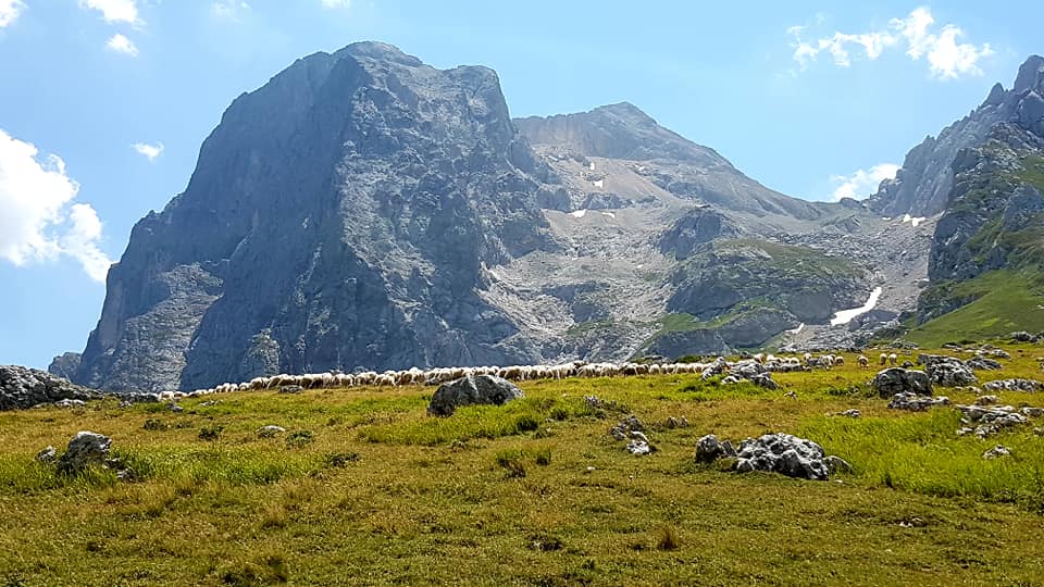 Stado owiec pasące się na górskiej łące u podnóża masywu Gran Sasso w Abruzji, z majestatycznymi skałami w tle.