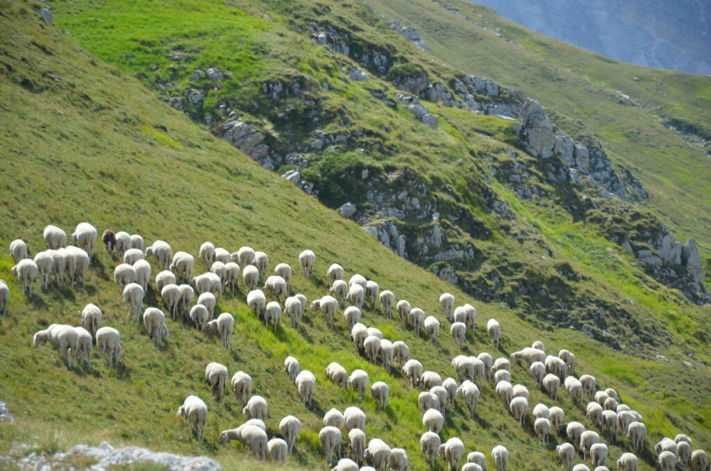 A large flock of white sheep grazing on a steep, vibrant green mountain slope in the Apennines of Abruzzo, with rocky limestone outcrops and a blurred mountain peak in the background.