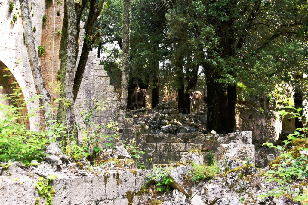 The stone ruins of the Monte Sacro Abbey in Gargano, overgrown with ivy and moss, set within a dense forest. Two cows stand among the ancient walls and trees in the background, highlighting the site's abandonment and its current use as a pasture.