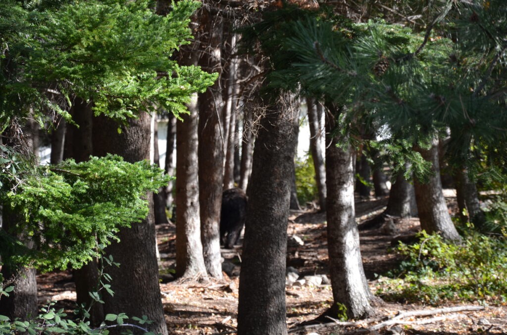 A bear walking through the trees at the Palena Bear Sanctuary in Majella National Park, Abruzzo