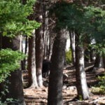 A bear walking through the trees at the Palena Bear Sanctuary in Majella National Park, Abruzzo