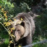 Eurasian brown bear near the fence, Palena Bear Sanctuary in Abruzzo, Italy