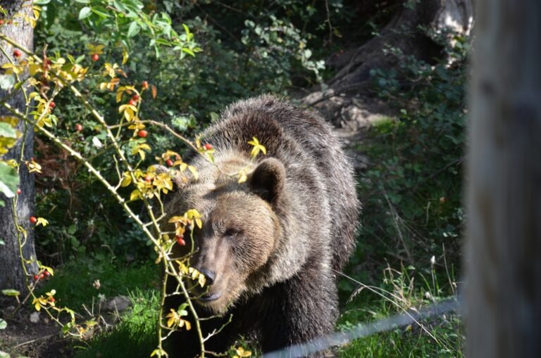 Eurasian brown bear near the fence, Palena Bear Sanctuary in Abruzzo, Italy