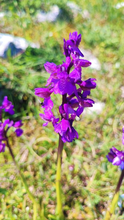 A vertical close-up of a vibrant purple wild orchid with small darker spots on its petals. A tiny insect is perched on one of the blossoms, and the background shows a soft, blurred field of green grass and sunlight.