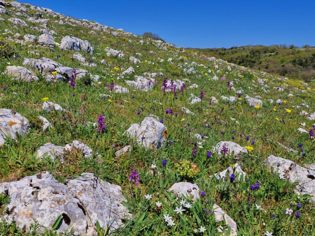 A sloping green hillside covered in limestone rocks and blooming wild flowers under a clear blue sky. Small purple orchids, yellow blooms, and white star-shaped flowers grow densely between the stones on the Monte Calvo trail.