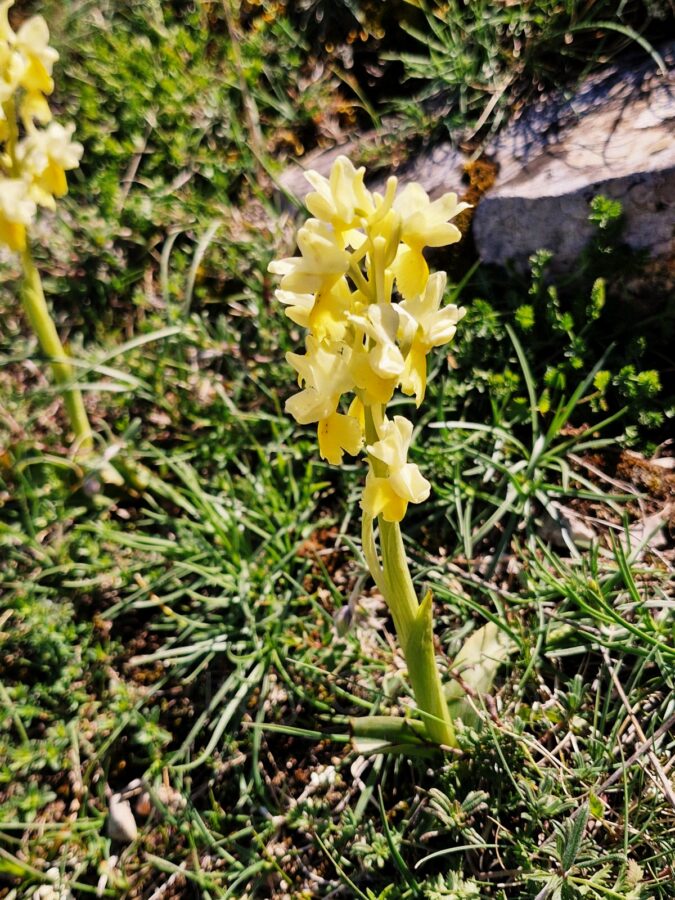 A close-up of a pale yellow wild orchid blooming on a thin green stem. The flower is surrounded by low-growing Mediterranean scrub and green grass on the rocky terrain of Monte Calvo.