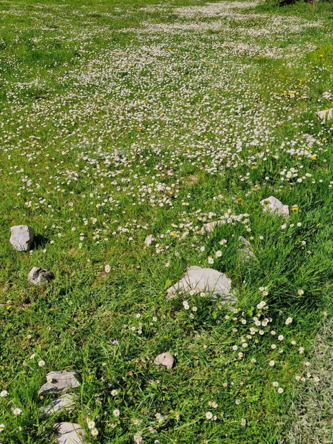 lush green meadow covered with thousands of tiny white daisies and a few scattered grey rocks under bright sunlight