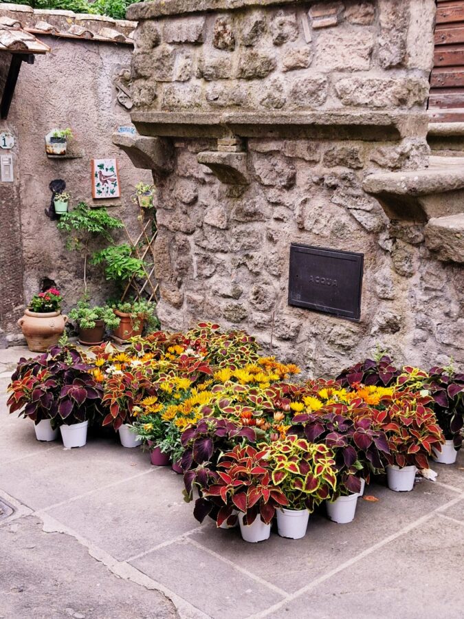A vibrant floral arrangement of potted plants sits on a stone pavement against a rustic stone wall with a small black metal utility door marked "ACQUA". The arrangement features rows of yellow gazania flowers surrounded by colorful coleus plants with deep purple and bright green leaves. In the background, small potted plants and decorative plaques hang on an adjacent stucco wall.