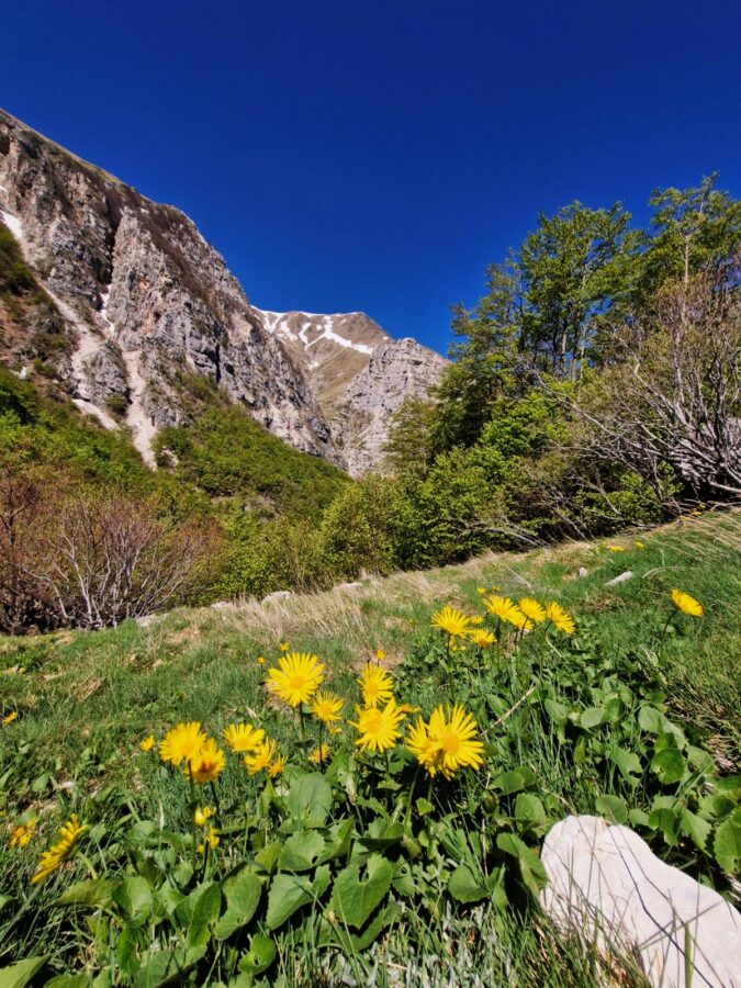 Hike to Lago di Pilato from Foce. Yellow wildflowers growing in a grassy meadow with steep rocky mountains and a bright blue sky in the Sibillini Mountains, Italy