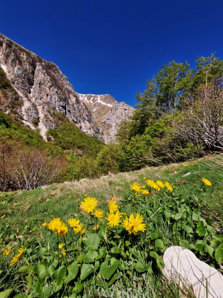 Hike to Lago di Pilato from Foce. Yellow wildflowers growing in a grassy meadow with steep rocky mountains and a bright blue sky in the Sibillini Mountains, Italy