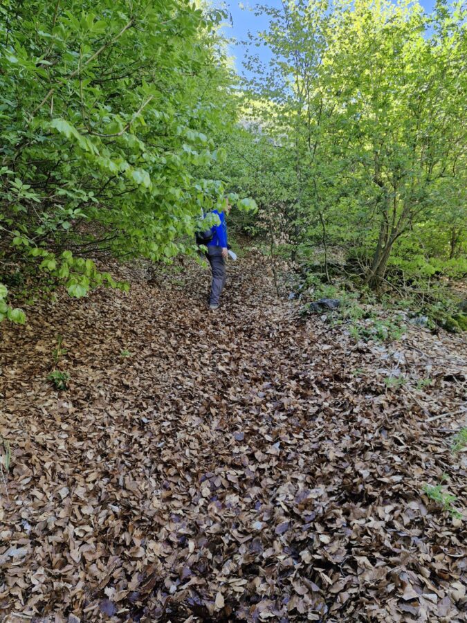 A steep hiking trail entirely covered with a thick layer of dry brown leaves leading up into a dense green forest. A hiker wearing a blue jacket, grey pants, and a backpack is walking uphill on the path.