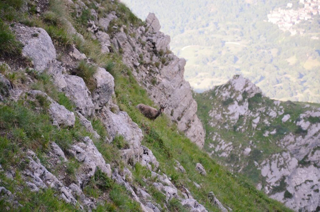 Apennine chamois standing on a large rock along a steep, rocky hillside in Gran Sasso, Abruzzo, Italy