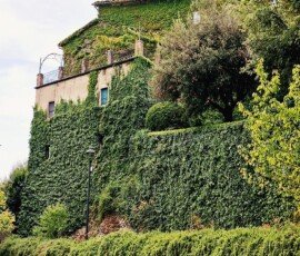 A multi-story stone building in Frosini, Tuscany, with its facade almost entirely covered in thick, green ivy. At the base, there is a neatly trimmed hedge and a gravel path with a red-and-white road barrier.