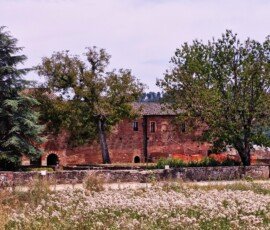 The red brick exterior walls of the Abbey of San Galgano in Chiusdino, seen from across a field of dry white wildflowers and a low stone wall, framed by large green trees.