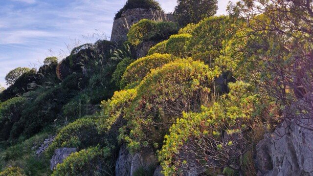 Stone ruins of a coastal watchtower perched on a rocky cliff covered with green bushes along the Sentiero Apprezzami l'Asino trail in Sapri, Campania, Italy.