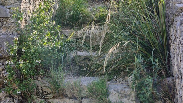 Overgrown stone steps leading up to tower ruins along the Sentiero Apprezzami l'Asino trail in Sapri, Campania, Italy.