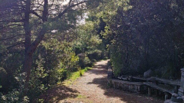 Shaded gravel section of the Sentiero Apprezzami l'Asino trail surrounded by trees and Mediterranean scrub near Sapri, Campania, Italy.