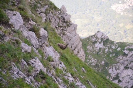 Apennine chamois standing on a large rock along a steep, rocky hillside in Gran Sasso, Abruzzo, Italy