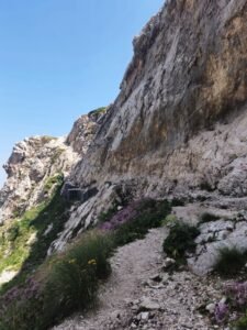 Narrow gravel hiking trail lined with wild mountain flowers passing directly beneath a massive limestone cliff face on the path to Corno Grande, Gran Sasso, Abruzzo, Italy.