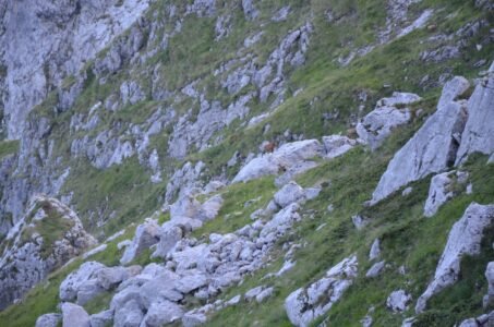 Apennine chamois standing on a grassy mountain slope in Gran Sasso, Abruzzo, Italy