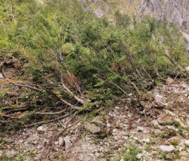 Uprooted trees and rocky scree from avalanche damage below the mountain peaks on the Cascata Rio Arno path near Prati di Tivo, Abruzzo