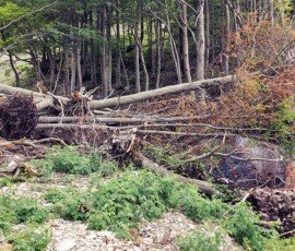 Fallen beech trees and exposed roots from an avalanche along the trail to Cascata Rio Arno in Prati di Tivo, Gran Sasso National Park, Italy
