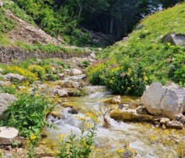Clear waters of the Rio Arno mountain stream bordered by pink and yellow wildflowers along the hiking trail near Prati di Tivo in Abruzzo, Italy